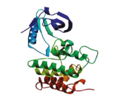 NTRK1 proto-oncogene [Homo sapiens]